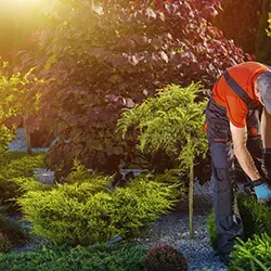 Garten und Landschaftsreinigung